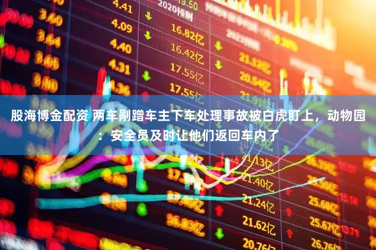 股海博金配资 两车剐蹭车主下车处理事故被白虎盯上，动物园：安全员及时让他们返回车内了
